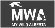 albertarelm|My Wild Alberta .